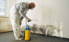 Why You Should Choose Our Mold Remediation Services in Plymouth Meeting, PA